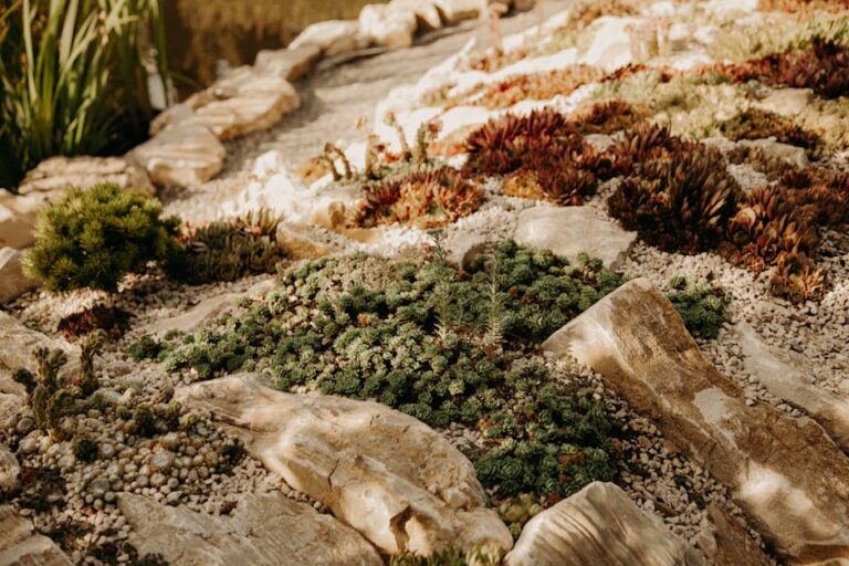 succulent rock garden designs