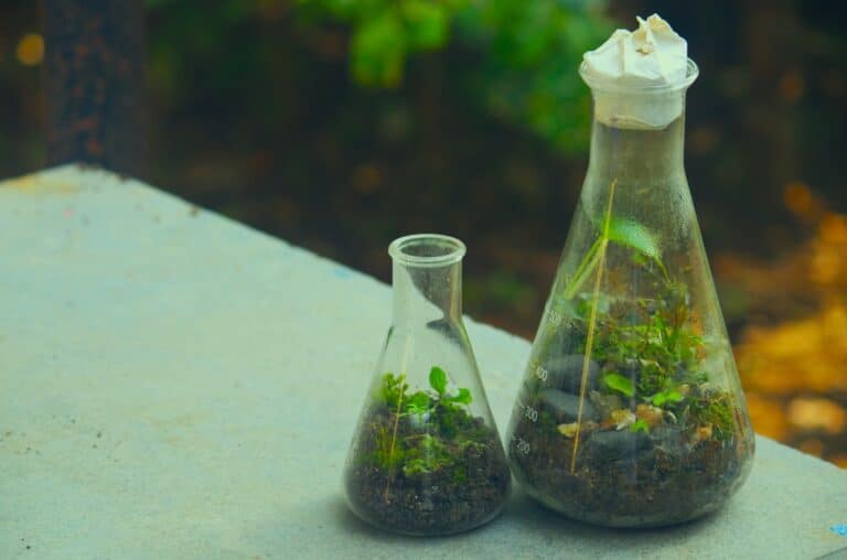 Artistic ecosystem bottle terrariums