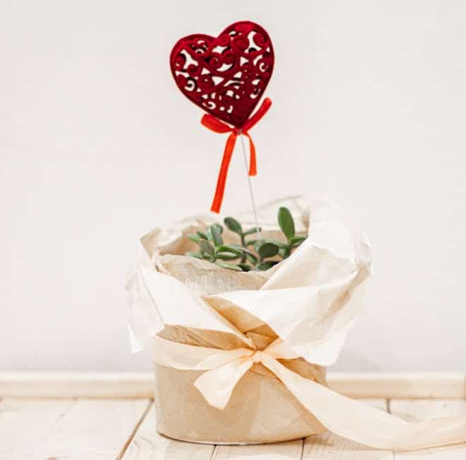 gifts for someone who loves succulents