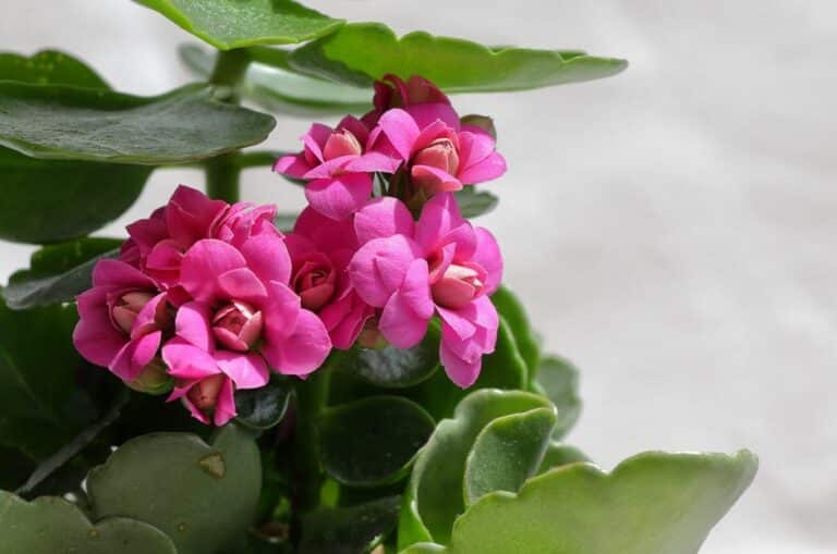 kalanchoe light requirements