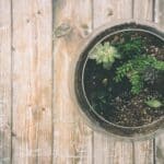 cactus terrarium diy