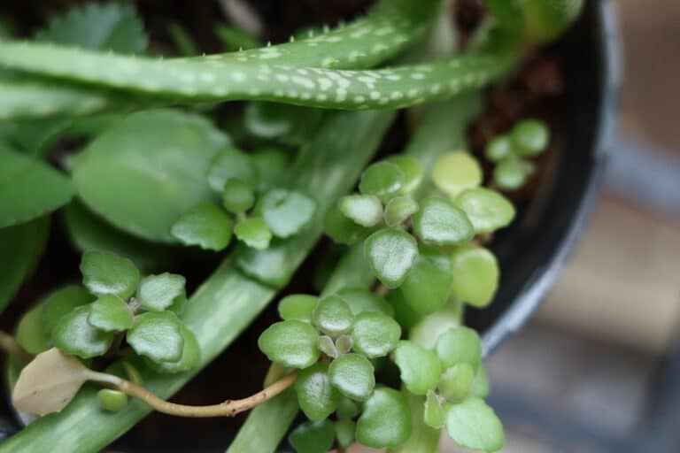 caring for succulent plants