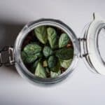 closed terrarium care