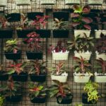 creating a plant wall