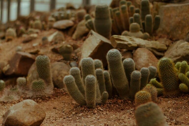 perfect cactus soil mix