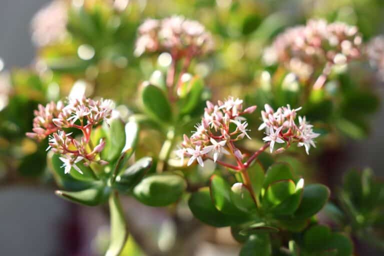 flowering succulents indoors