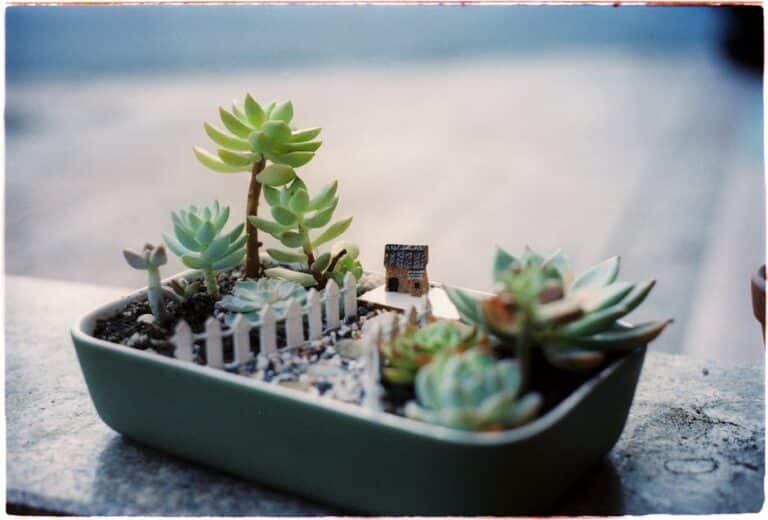 artistic succulent container tutorial