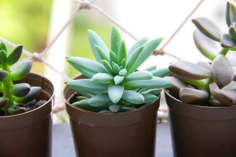 how to care for small succulent plants