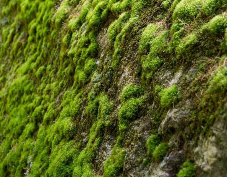 diy moss wall hanging