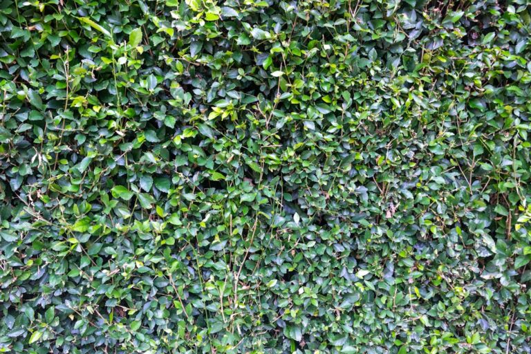 Green wall ecosystem guide