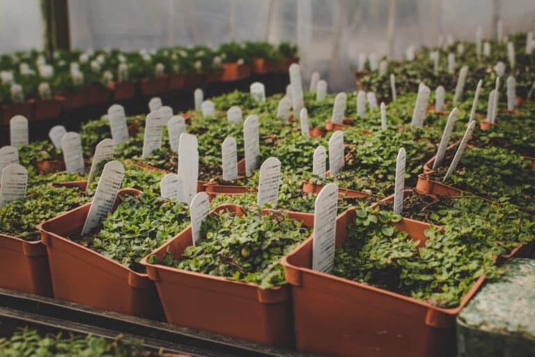 table top vegetable garden