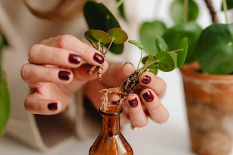 Easy rural plant propagation