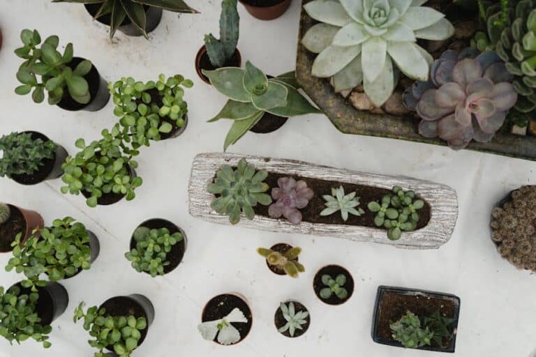 best succulent plants for indoors