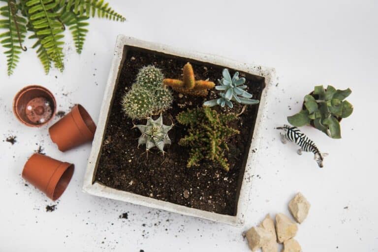 tabletop cactus garden ideas