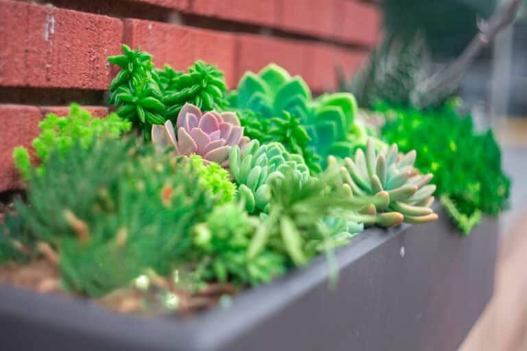 outdoor succulent container ideas
