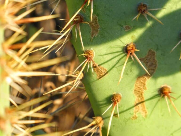 pesticide for cactus