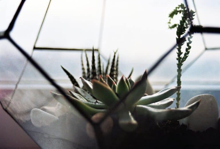 succulent propagation terrarium guide