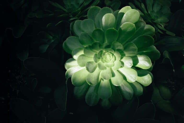 flowering succulent light needs