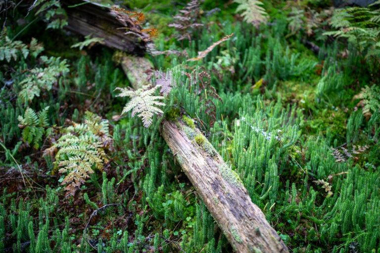 diy natural ecosystem crafts