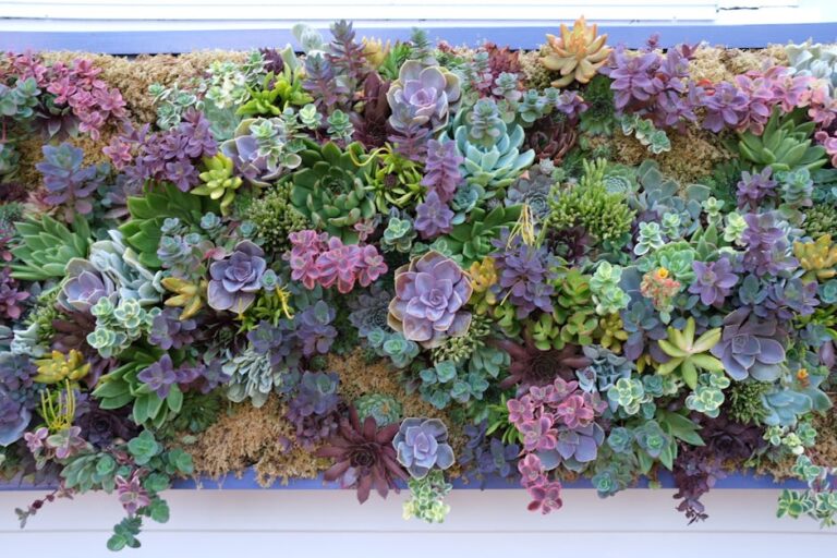 Creative DIY succulent walls
