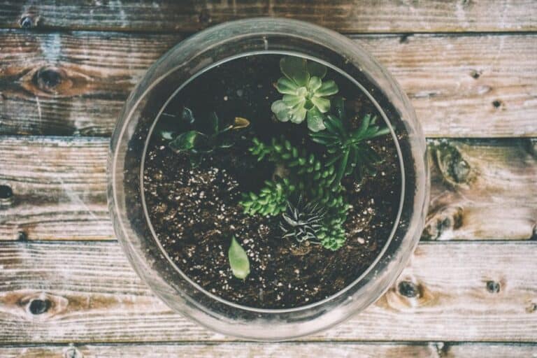 succulent terrarium bowl