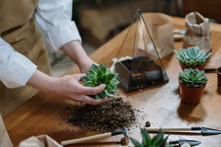 make a succulent terrarium