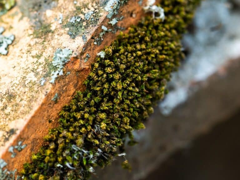 diy preserved moss wall