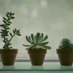 best succulents for beginners