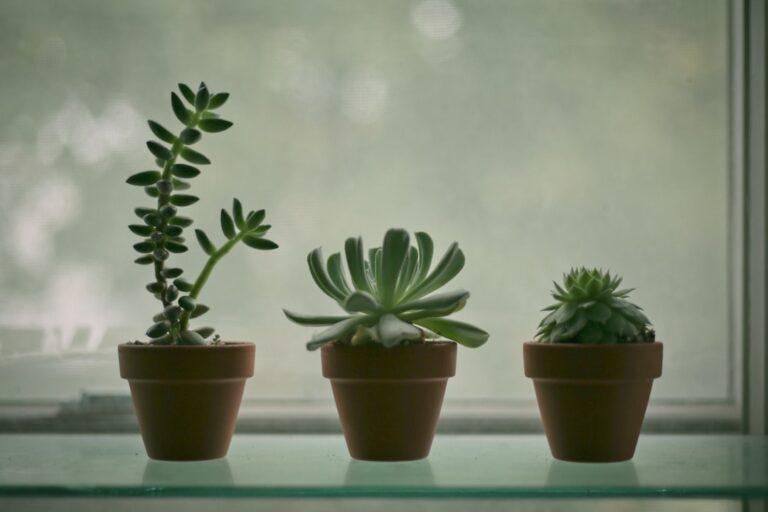 best succulents for beginners