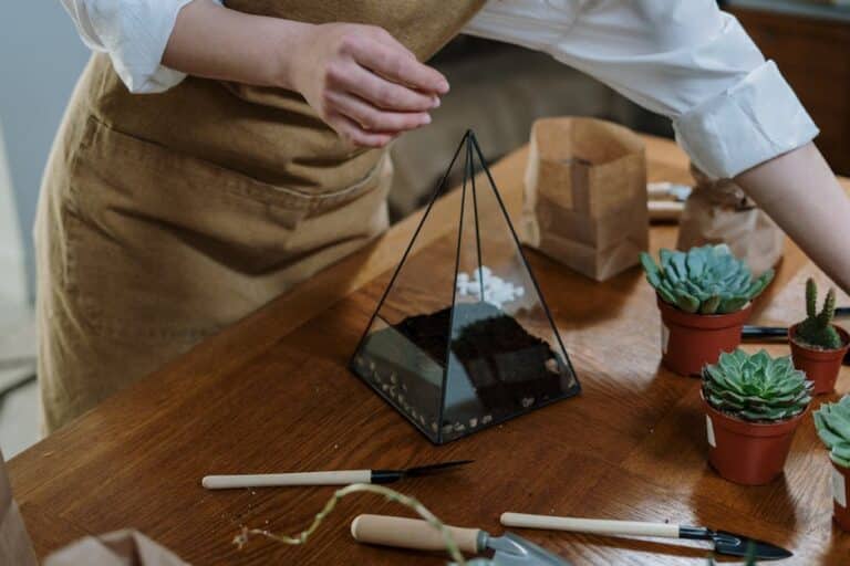 windowsill succulent terrarium guide