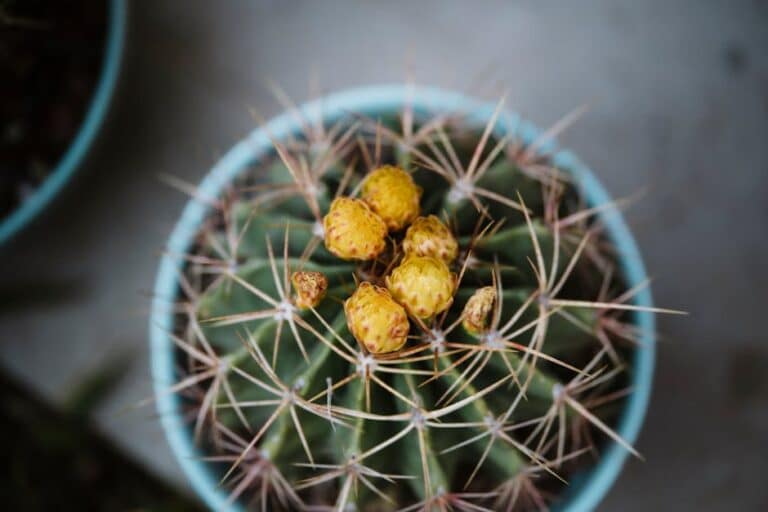 cactus planting tips
