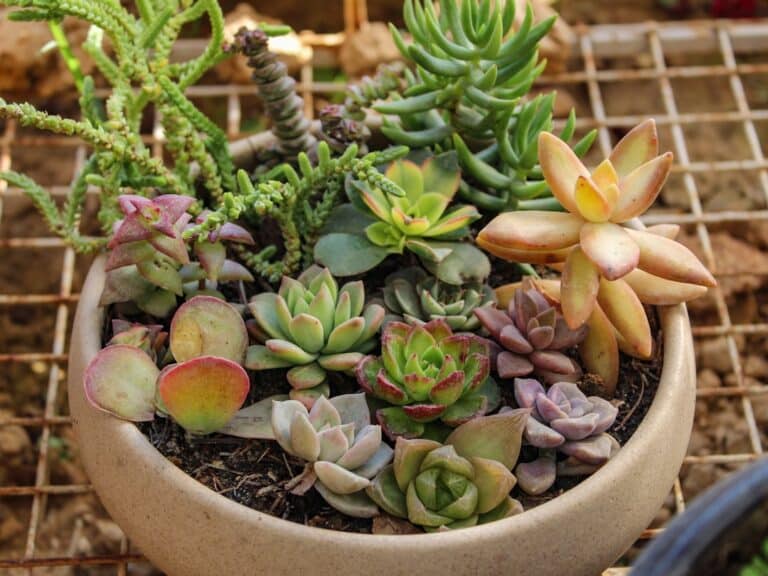 are succulents low-maintenance