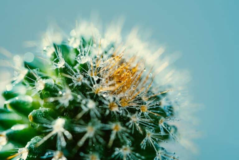 cactus sun requirements