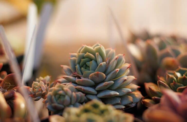 succulent growing tips