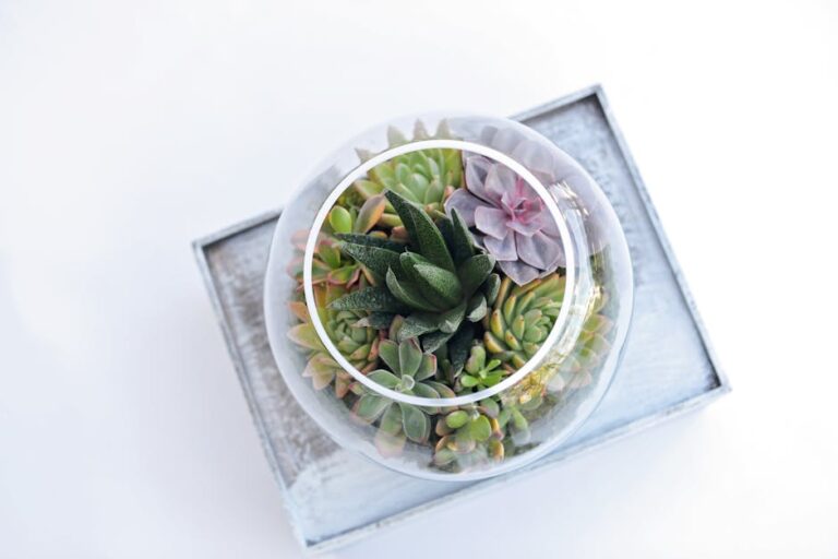 boho style succulent terrarium
