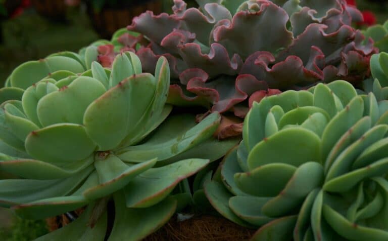 best terrarium plants succulents