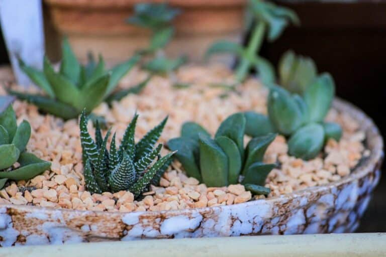 zen garden succulent designs